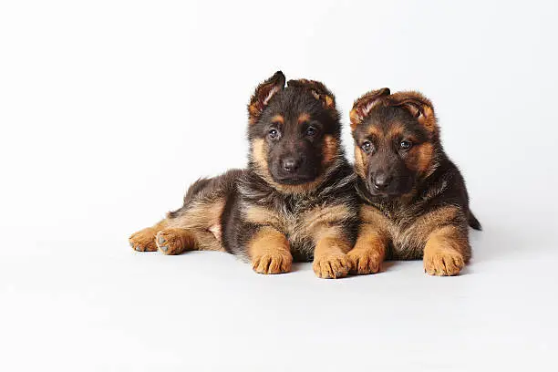two small cute german shephard puppies laying on white background and looking straight into the camera.