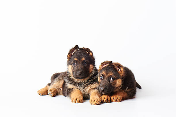 dois pequenos bonitos shephard alemão cachorros poedeiras no branco backgroun - german sheppard imagens e fotografias de stock