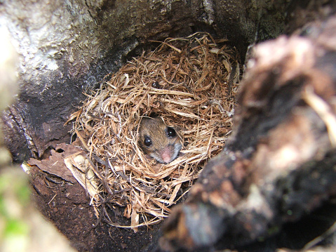 Ratón ocultar y echar un vistazo entre Nest en el árbol en la naturaleza photo