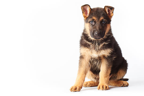 istock small cute german shephard puppy sitting on white background and 503685692