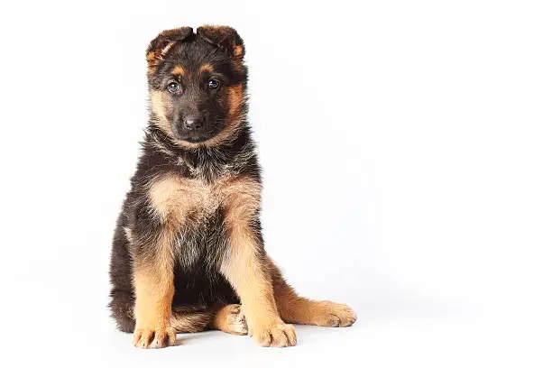 small cute german shephard puppy sitting on white background and looking straight into the camera.