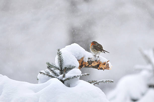 istock European robin in winter 503686012