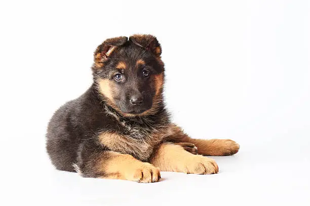 one small cute german shephard puppy laying on white background and looking straight into the camera.