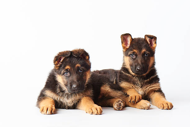 dois pequenos bonitos shephard alemão cachorros poedeiras no branco backgroun - german sheppard imagens e fotografias de stock