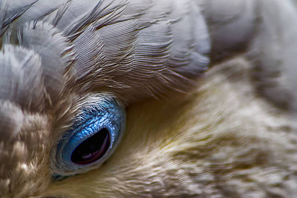 istock Eye of Cockatoo 503686198