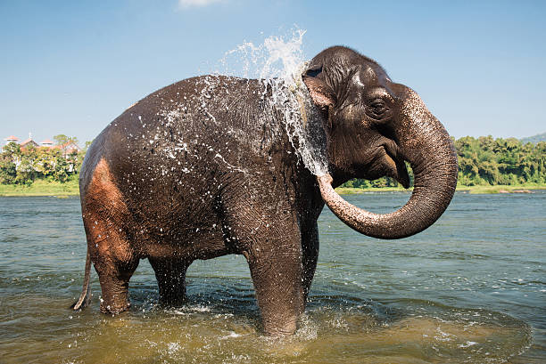 istock Elephant washing in the river 503686298