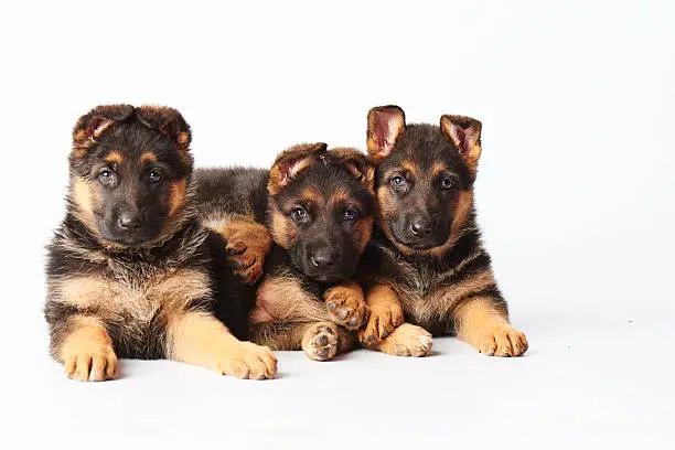three small cute german shephard puppies laying on white background and looking straight into the camera.