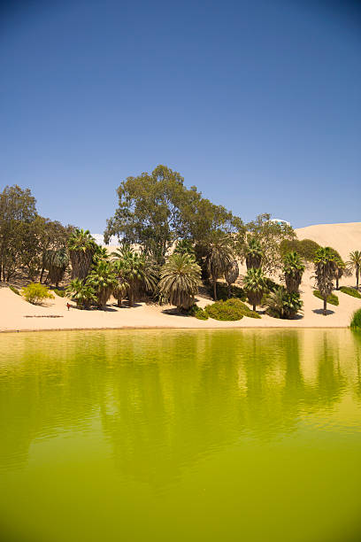 оазис в дюны. перу - oasis sand sand dune desert стоковые фото и изображения