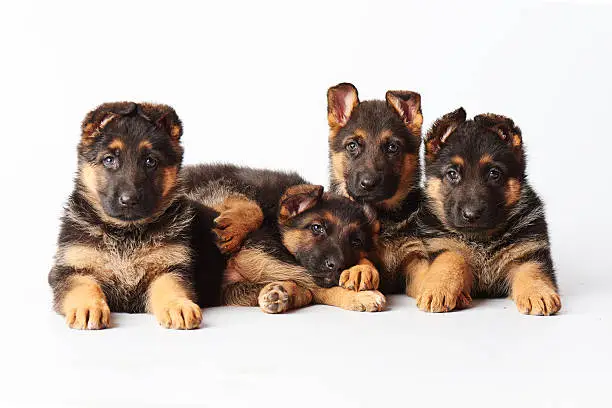 four small cute german shephard puppies laying on white background and looking straight into the camera.