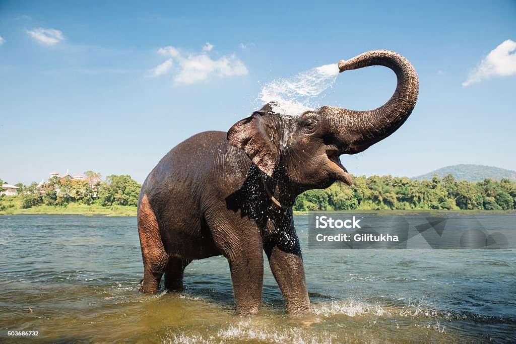 Elefante lavado en el río - Foto de stock de Elefante libre de derechos