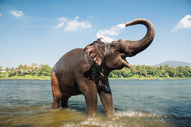 elefante lavado en el río - kerala fotografías e imágenes de stock