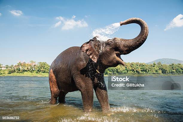 Elefante Lavado En El Río Foto de stock y más banco de imágenes de Elefante - Elefante, Agua, India