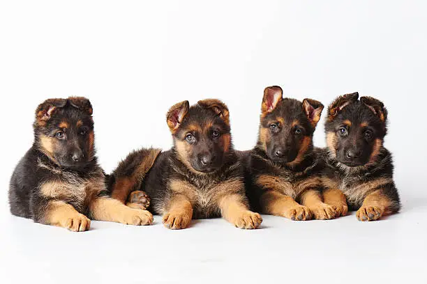 four small cute german shephard puppies laying on white background and looking straight into the camera.