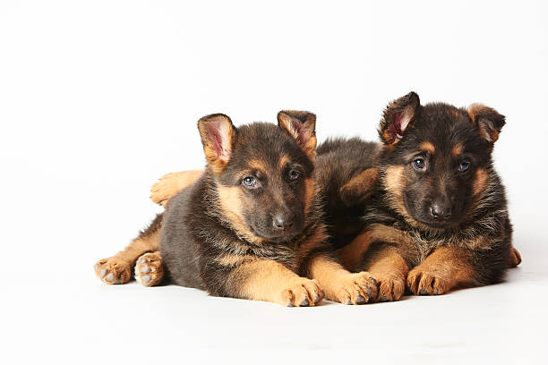 dois pequenos bonitos shephard alemão cachorros poedeiras no branco backgroun - german sheppard imagens e fotografias de stock