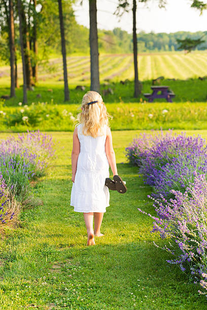 istock Girl walking in lavender field at sunset 503688654