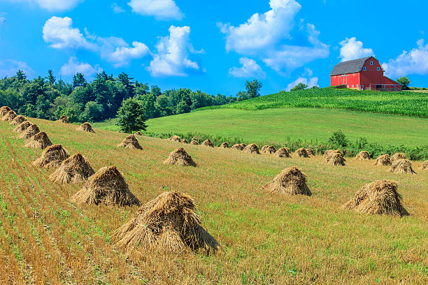 Rows of hand harvested haystacks in Amish county of Ohio fill the foreground leading back to a red barn and rolling hills with clouds above.