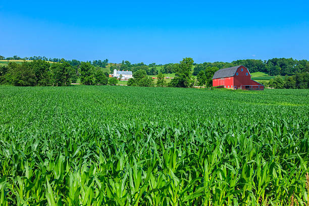 istock Ohio farm with spring corn crop and red barn 503689734