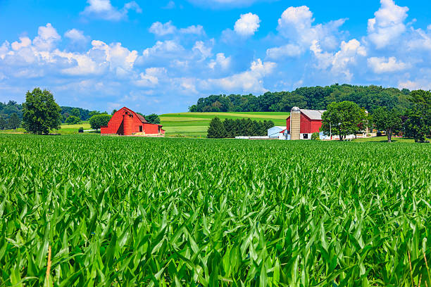 istock Midwest farm with spring corn crop and two red barns 503689838