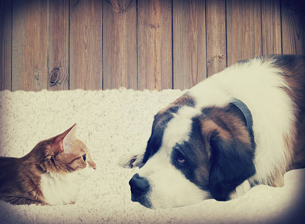 istock Dog and cat lying 503690260