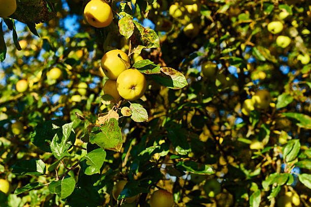 istock Apple tree with wonderful big yellow apples on meadow 503691378