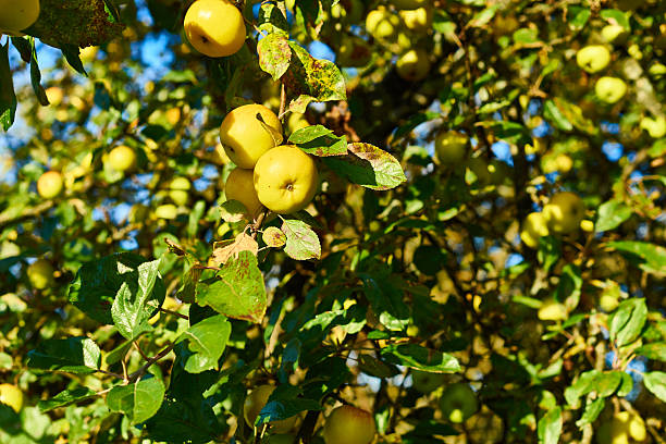 istock Apple tree with wonderful big yellow apples on meadow 503691448