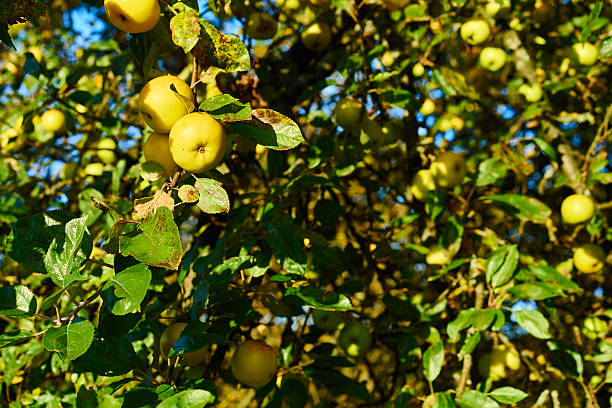 istock Apple tree with wonderful big yellow apples on meadow 503691490