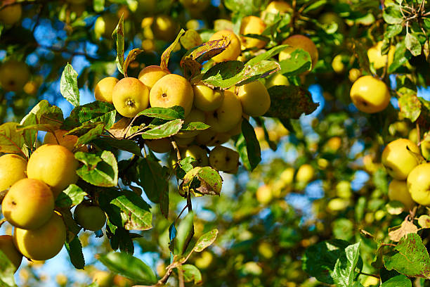 istock Apple tree with wonderful big yellow apples on meadow 503691650
