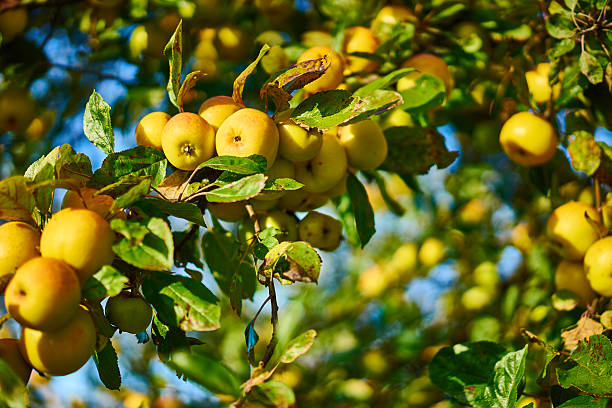 istock Apple tree with wonderful big yellow apples on meadow 503691728