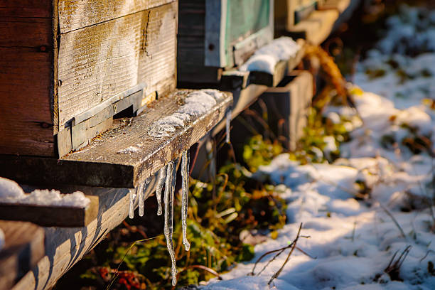 ハナバチ hives に雪で覆われた - beehive rural scene bee outdoors ストックフォトと画像