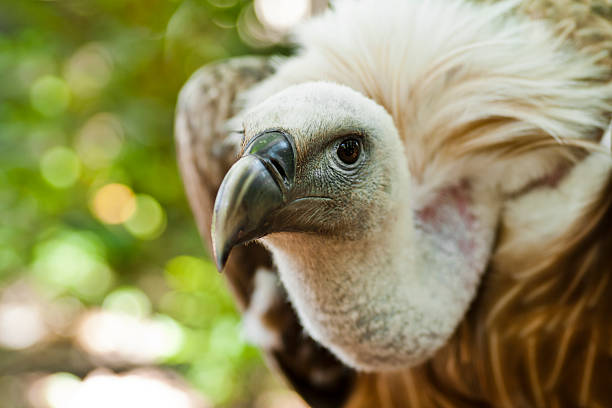 Vautour - Gyps fulvus