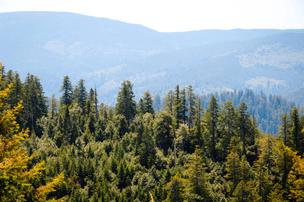 Redwood National Park