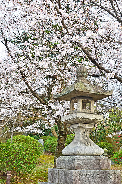 istock Sakura in the Garden 503697413