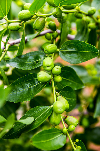 istock Unripe jujubes 503697593