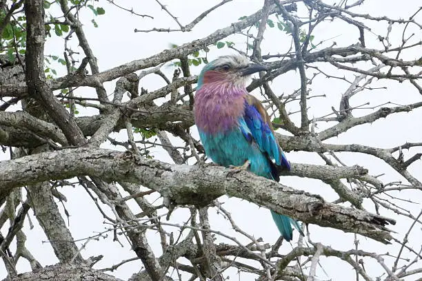 Beautiful, colorful African bird in thornbush illustrates the incredible contrasts in nature