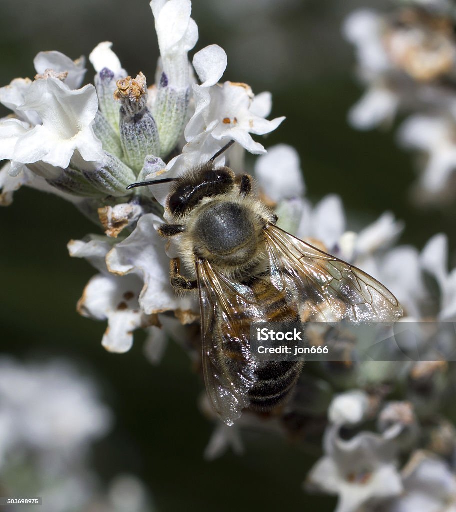 abeille - Photo de Abeille libre de droits