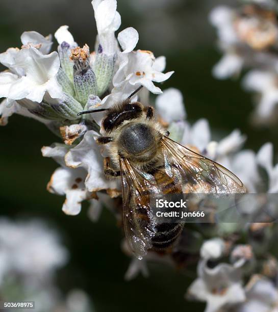 Photo libre de droit de Abeille banque d'images et plus d'images libres de droit de Abeille - Abeille, Abeille menuisière, Agrandissement à la loupe