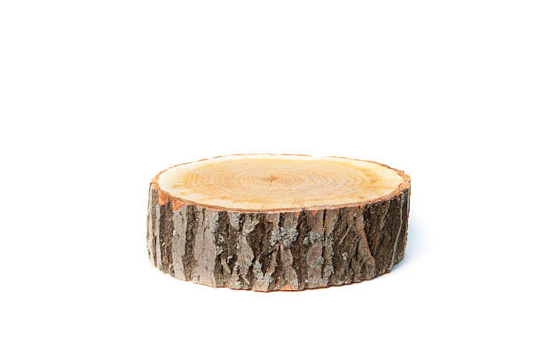 木の切り株に白背景 - tree stump ストックフォトと画像