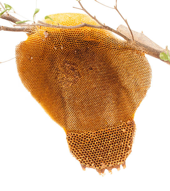 istock Beehive deserted isolated on the white background 503699973