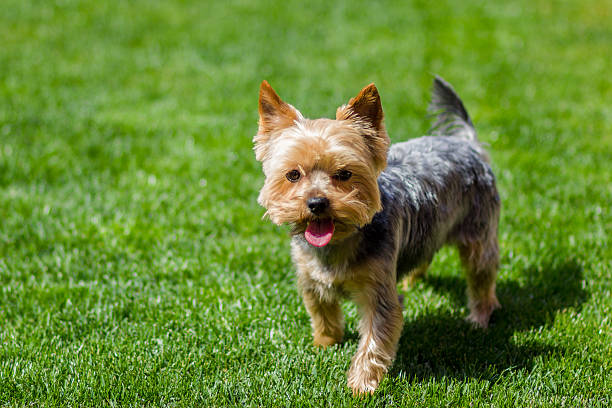 istock Portrait of Yorkshire terrier 503700589