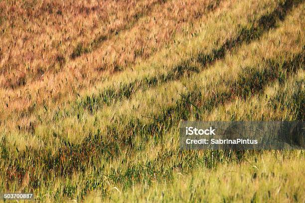 Górki Zbliżenie W Val Dorcia Toskania - zdjęcia stockowe i więcej obrazów Bez ludzi - Bez ludzi, Droga gruntowa, Efekt faktury