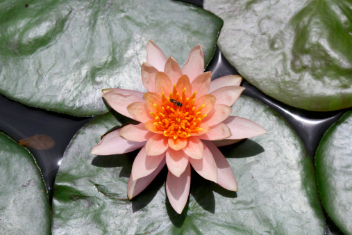 lotus flower close-up