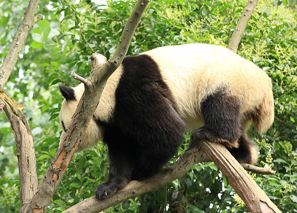istock giant panda at chengdu, china 503702867