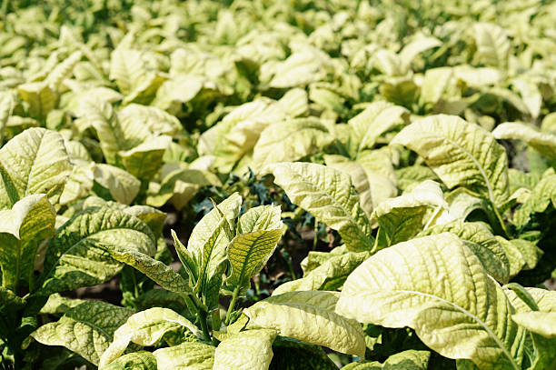 istock Tobacco plants in the fields 503703541