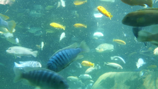 Fish under water in 4K