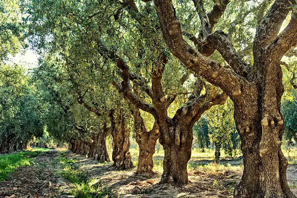 Grove of ancient olive trees. Mediterranean fields.