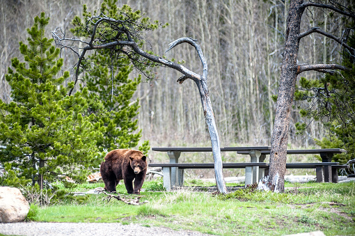 encounter with a grizzly bear (Ursus arctos horribilis) on the campground of Waterton National Park, Alberta, Canada - photo series 1 of 4