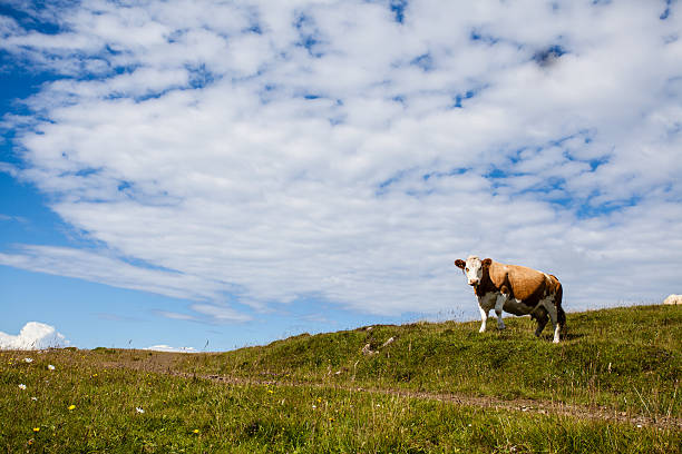 istock Milk cow on a pasture in Skye, Scotland 503704319