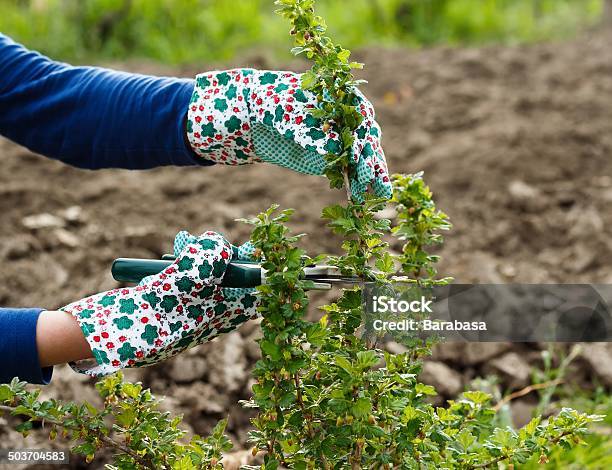 Pruning Stock Photo - Download Image Now - Gooseberry, Pruning - Gardening, Bush