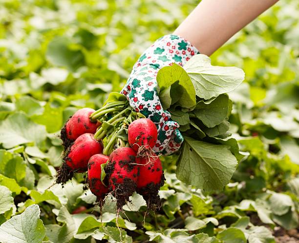 Bunch of Healthy Radish