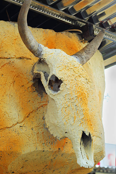 istock Dried buffalo - the wooden wall hanging. 503704781
